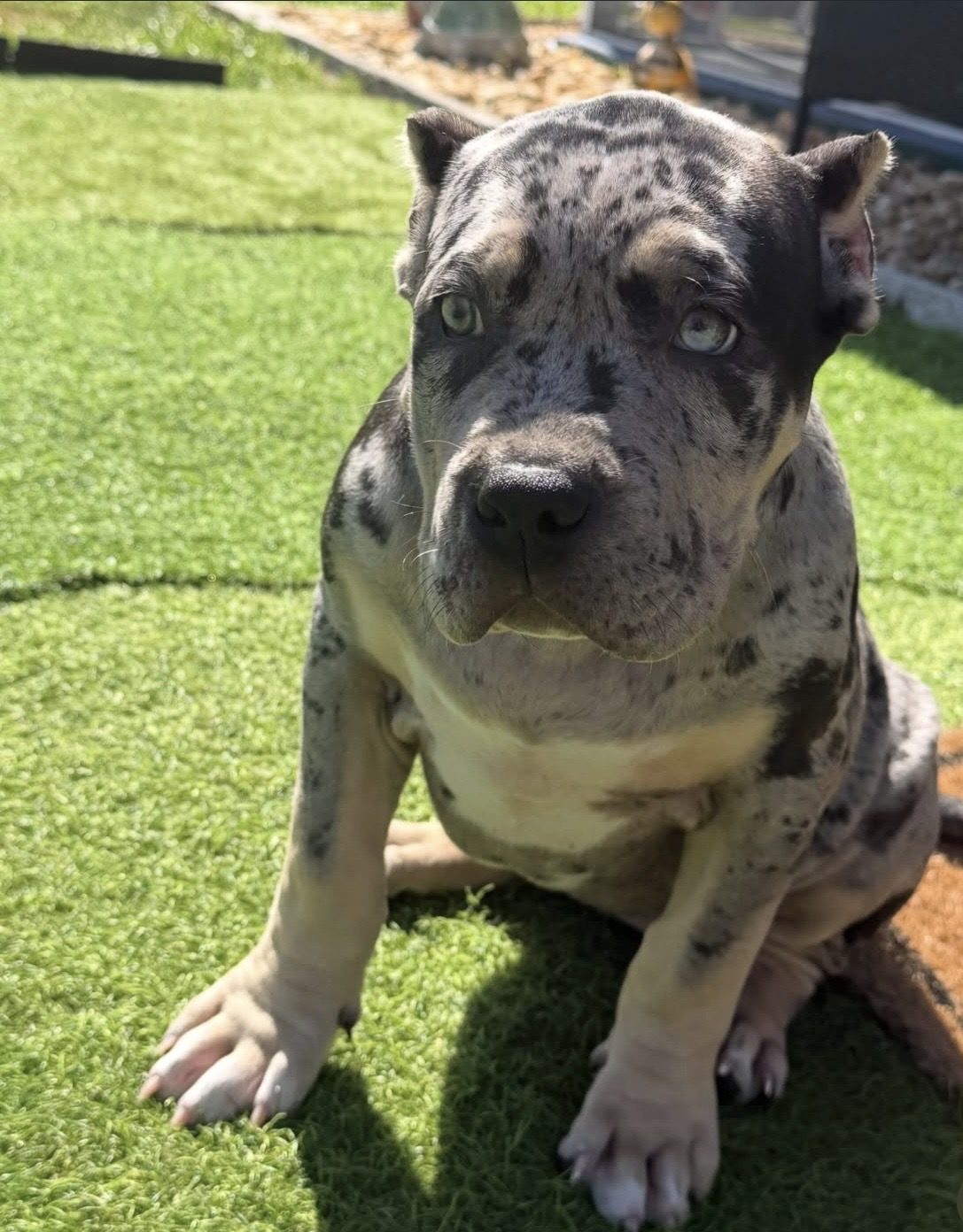 Chula