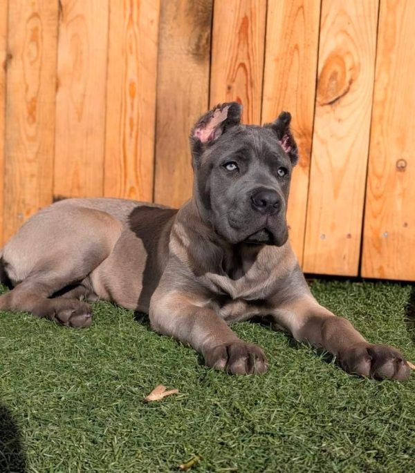 Titan, Canecorso