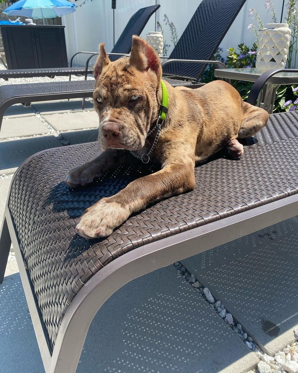 Enzo