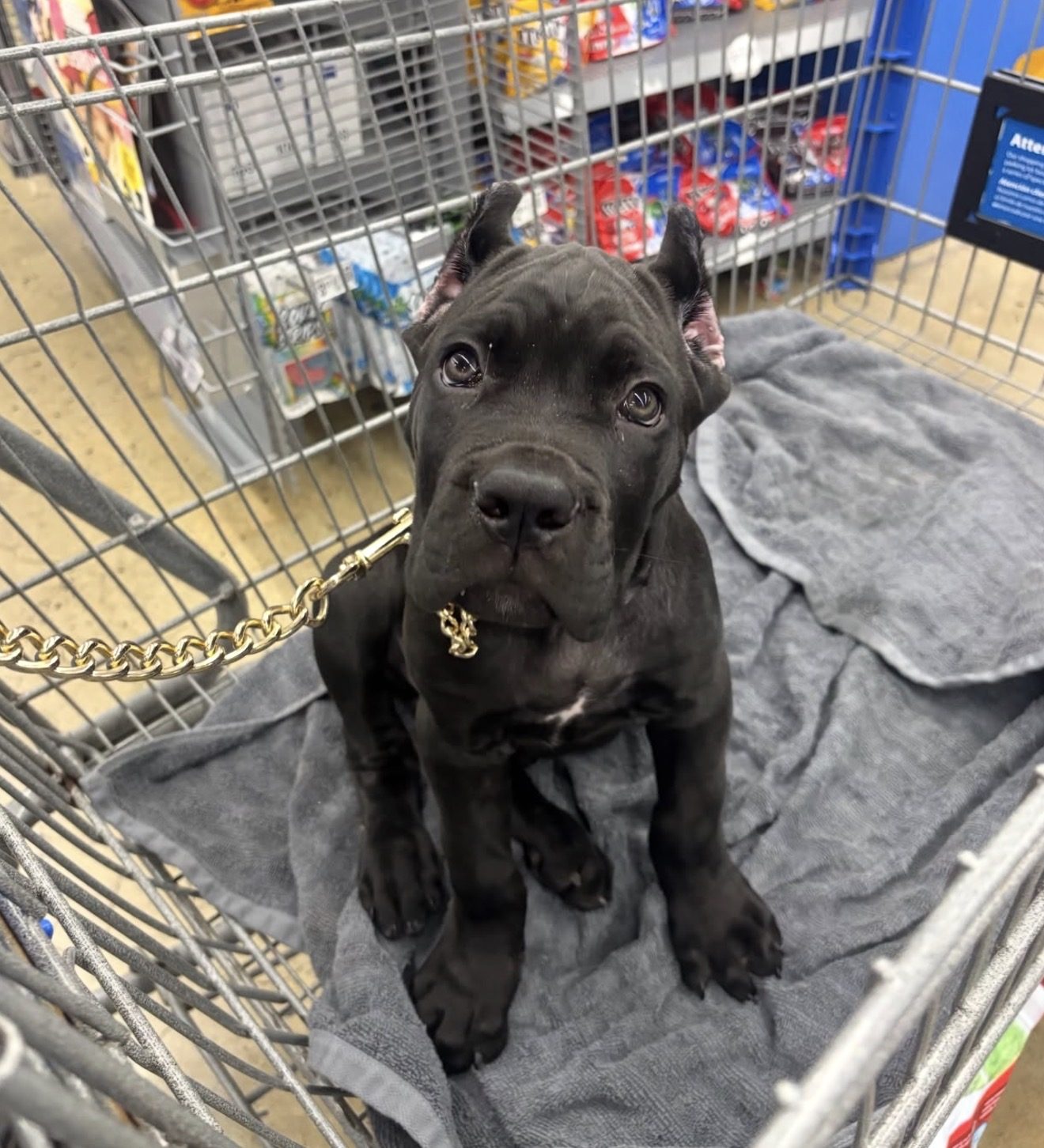 Stella