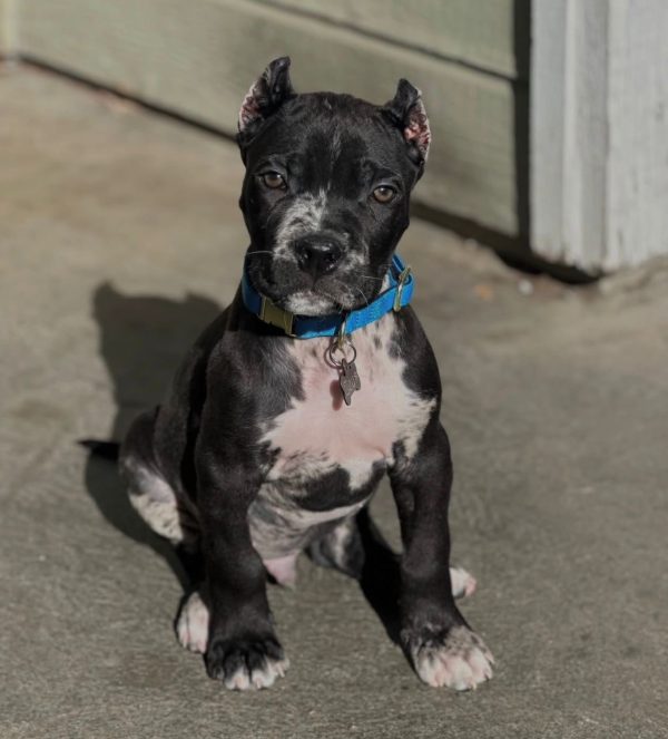 Zeus, Canecorso