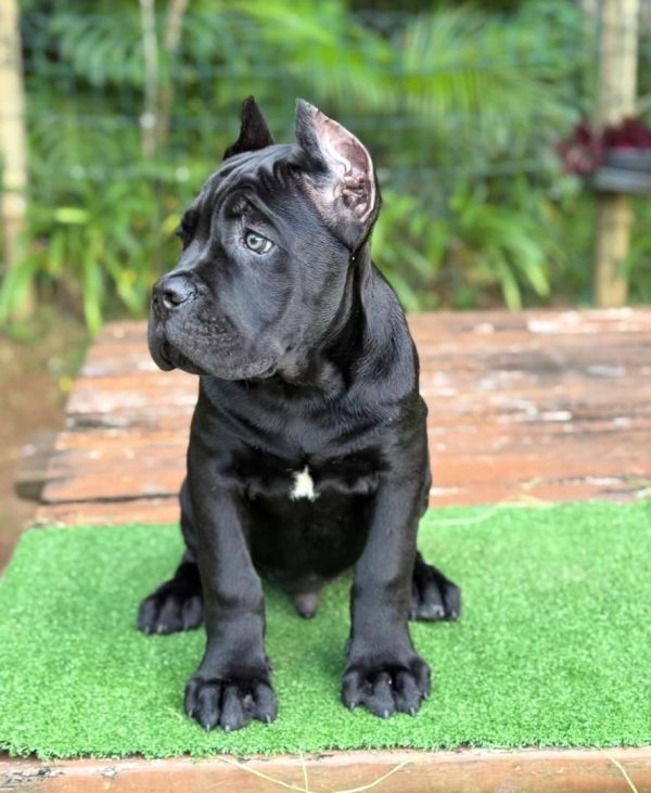Leo, Canecorso