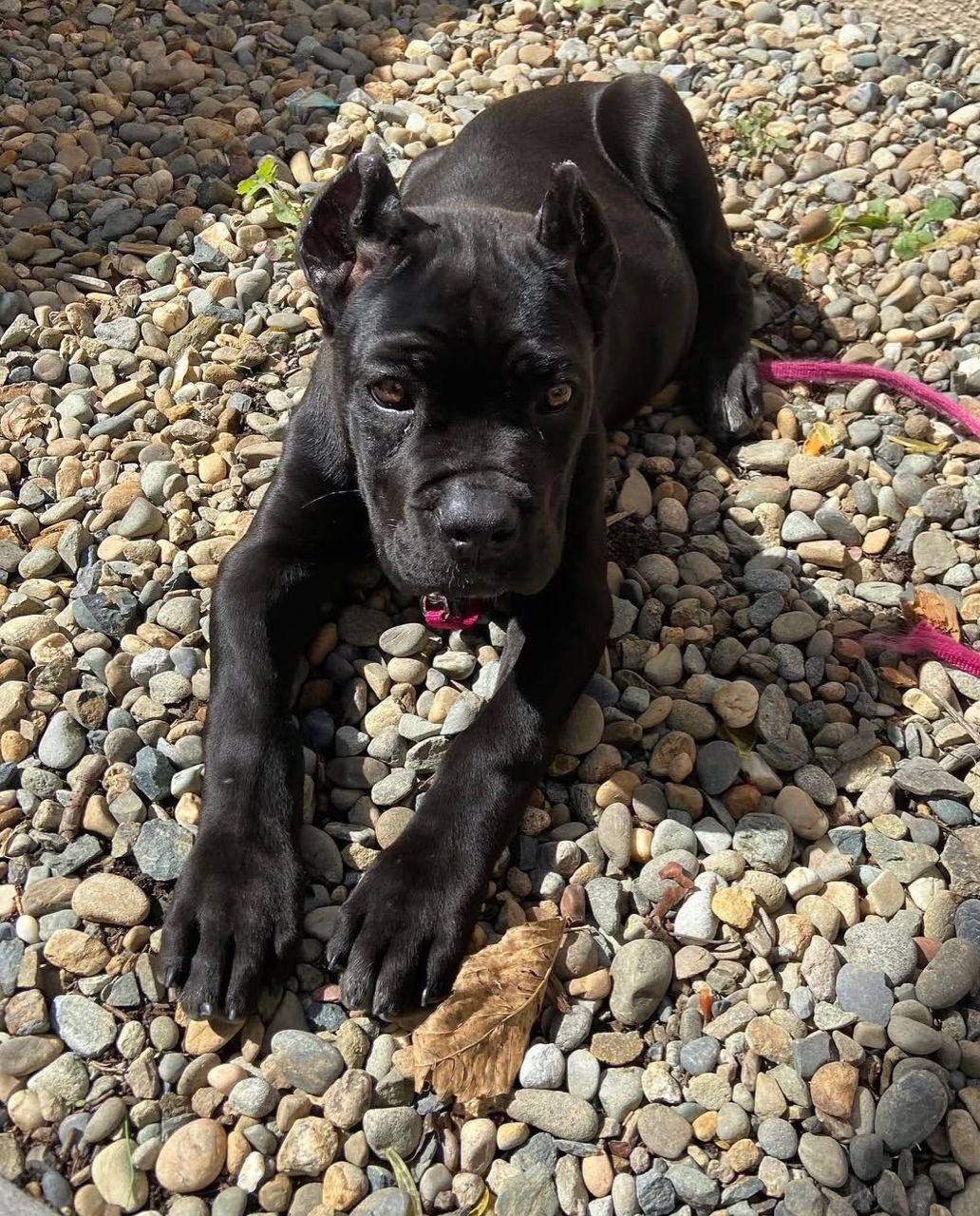 Luna
