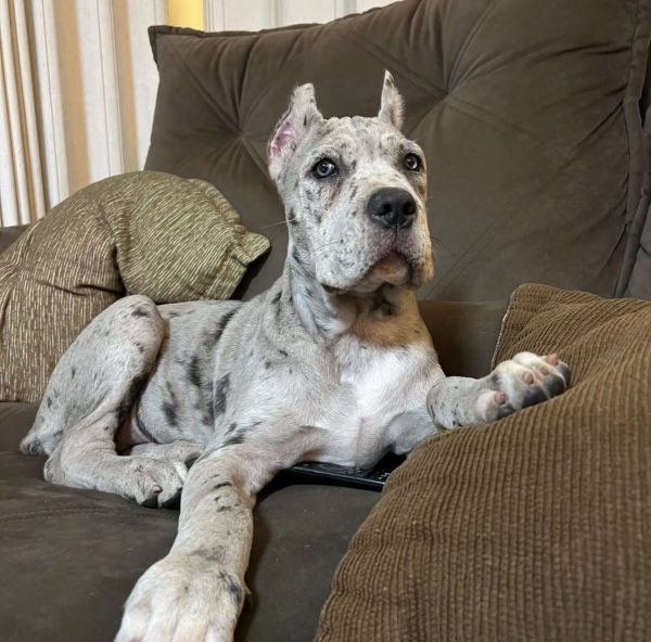 Lucy, Canecorso