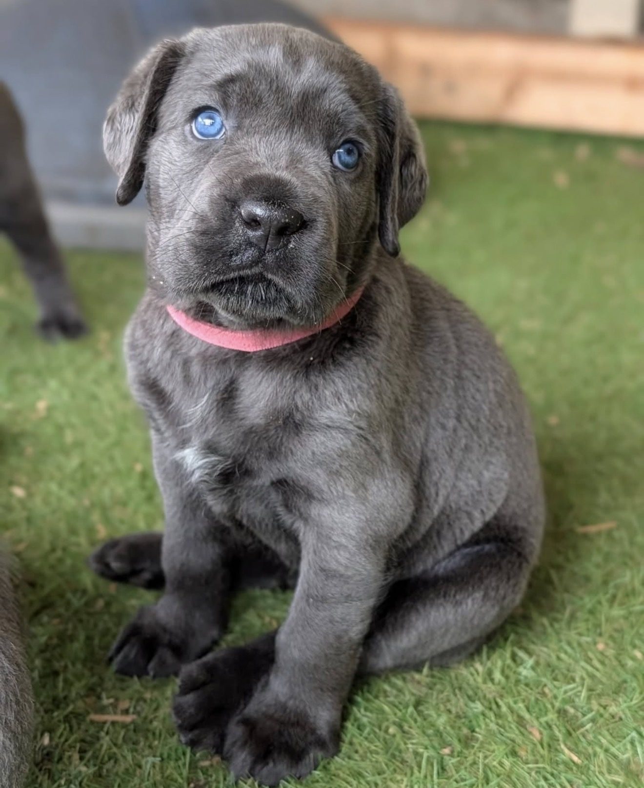 Milo