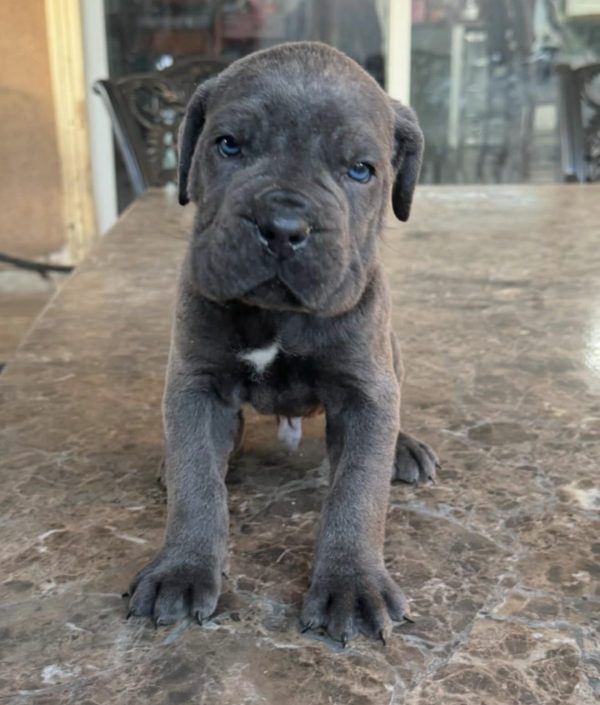 Cooper, Canecorso