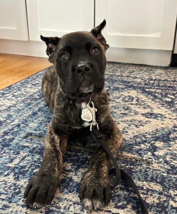 Dante, Canecorso