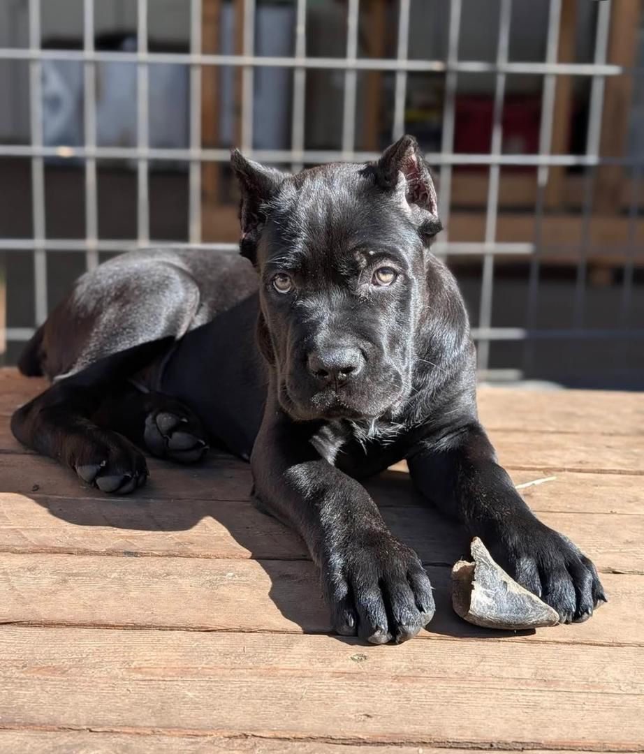 Rocco